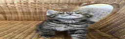 Mixed Breed cats for sale: 4 baby kittens  in Liverpool - Advert 4
