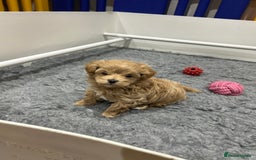 Maltipoo dogs for sale: Stunning F1 Maltipoo Baby Boy - Advert 6