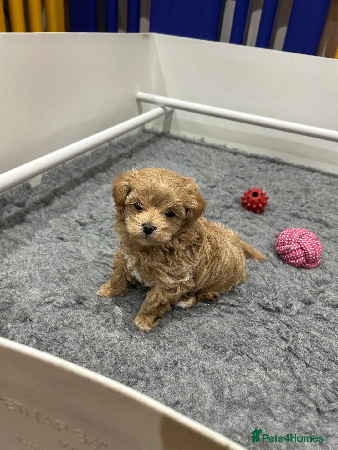 Maltipoo dogs for sale: Stunning F1 Maltipoo Baby Boy - Advert 6