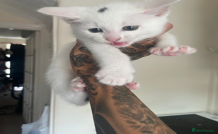 Mixed Breed cats - Advert 10