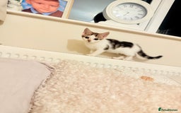 Mixed Breed cats for sale: 3 beautiful kittens for sale - Advert 5