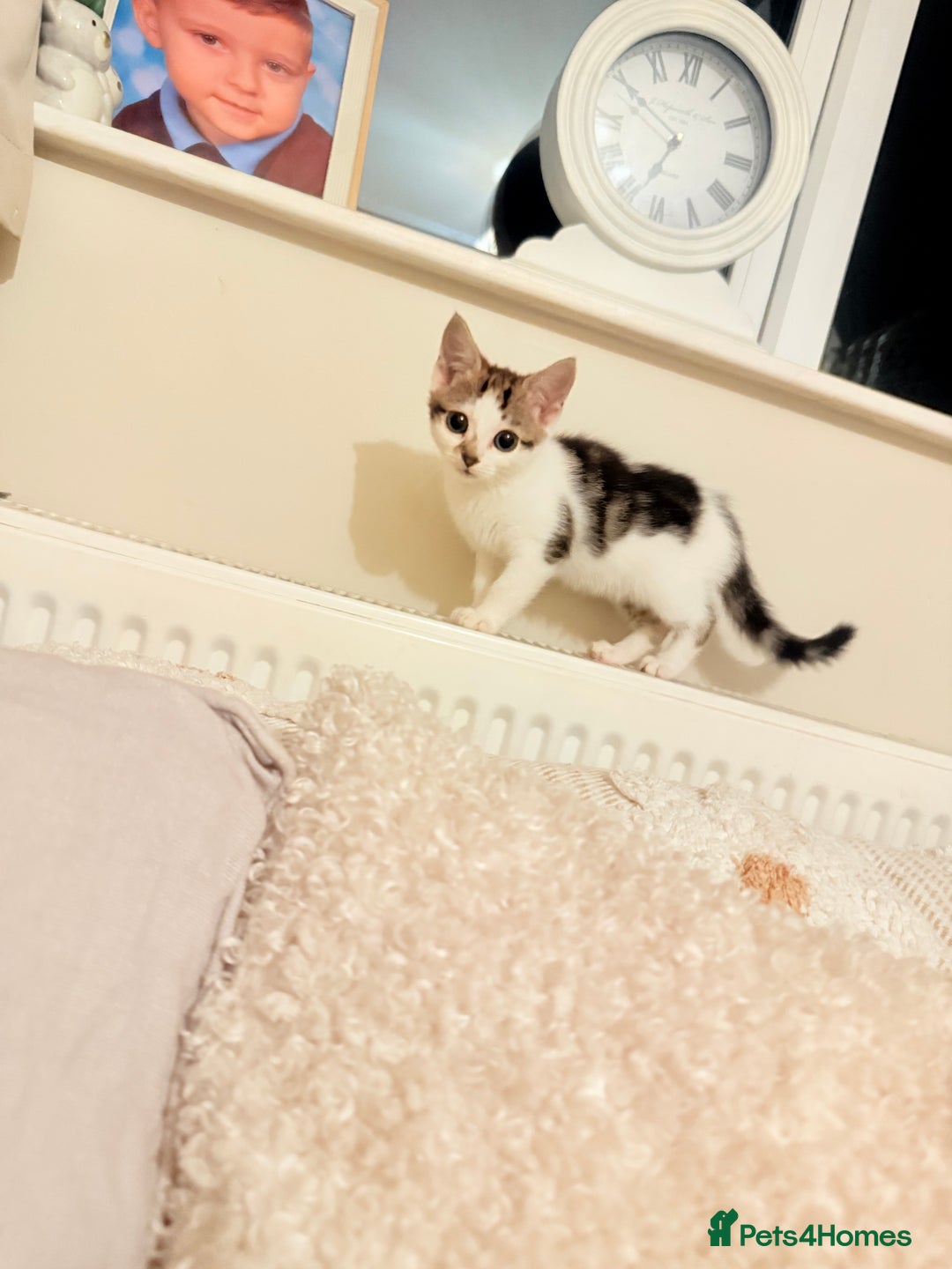 Mixed Breed cats for sale: 3 beautiful kittens for sale - Advert 5