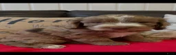 Cockapoo dogs for sale: Stunning F1 cockapoos  - Advert 9