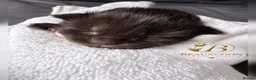 Maine Coon cats for sale: Tica registered Adorable Mainecoon Kittens - Advert 17