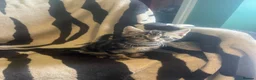 Mixed Breed cats for sale: Kittens looking for their forever homes  - Advert 11