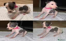 Whippet dogs for sale: ⭐️ LAST beautiful - KC Whippet pup. ⭐️ - Image 7