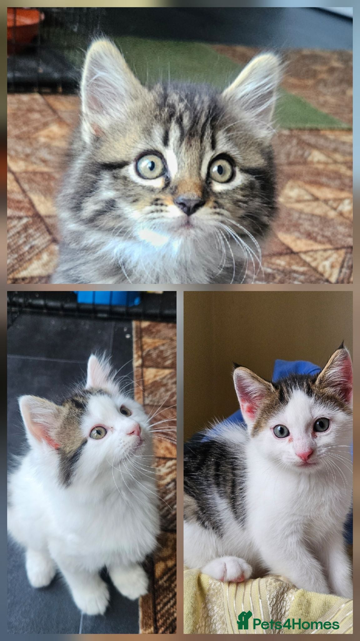 British Longhair cats Kittens  - Advert 11