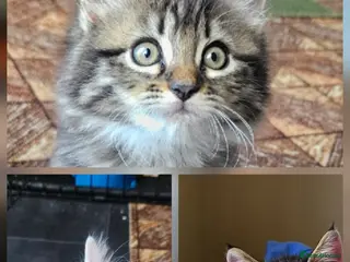 British Longhair cats Kittens - Advert 11