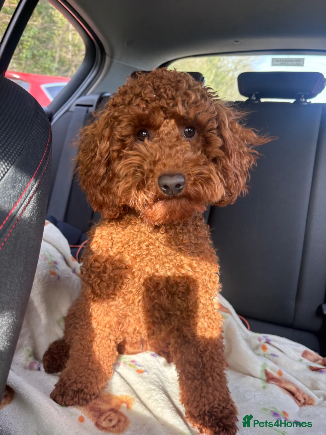 Miniature Poodle dogs for stud: KC Registered Miniature poodle stud available  - Advert 6