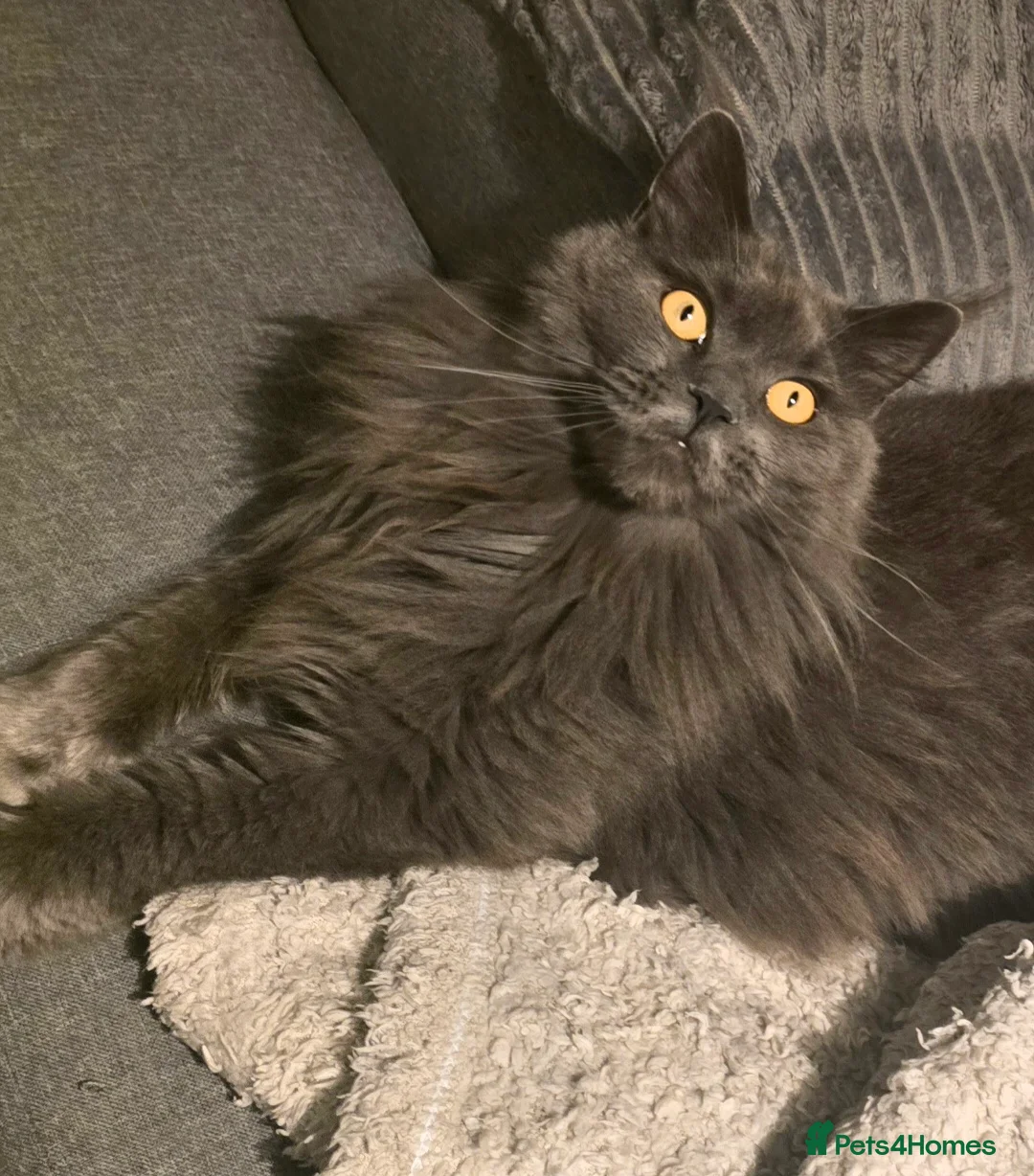 Maine Coon cats for sale: Blue female Maine coon - Advert 7