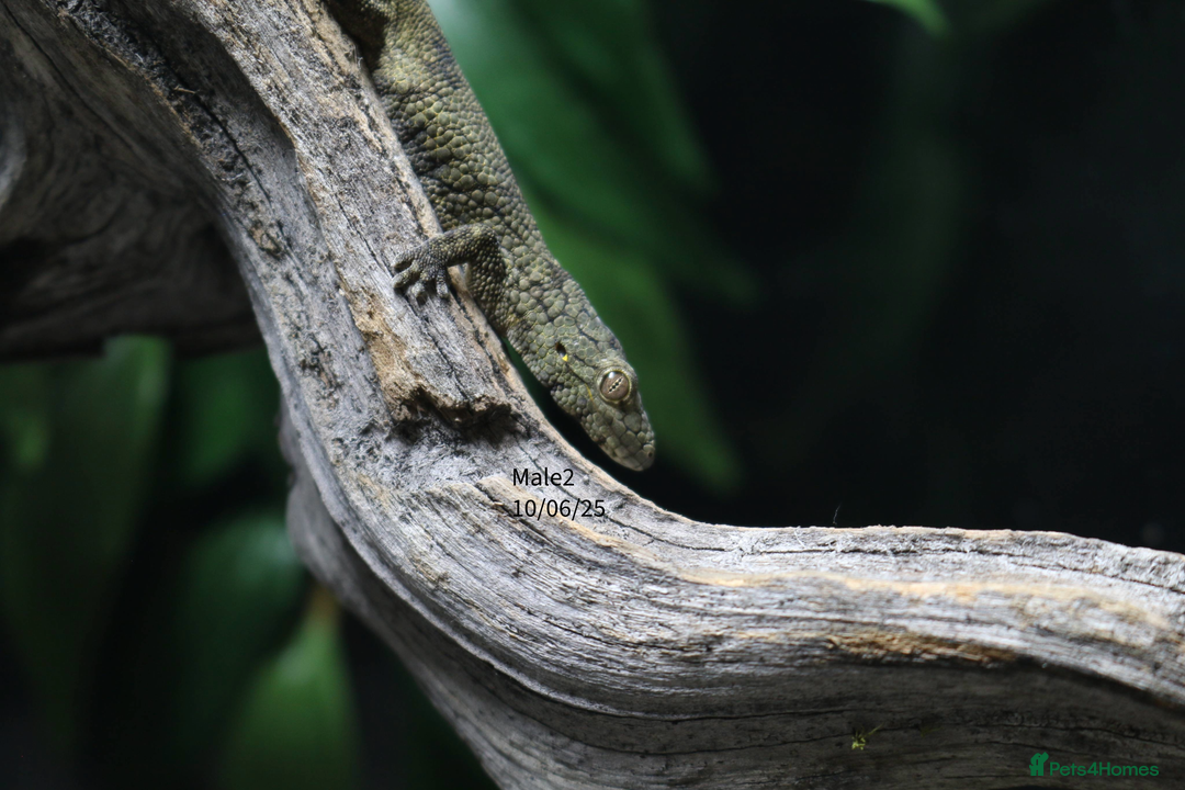 Gecko reptiles for sale: Eurydactylodes vieillardi - Chameleon gecko - Image 5