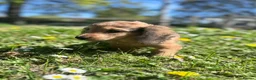 Miniature Dachshund dogs for sale: Miniature Dachshund Boy KC Registered in Hayling Island - Advert 8