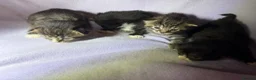 Mixed Breed cats for sale: 4 kittens for sale  in Loughborough - Advert 1