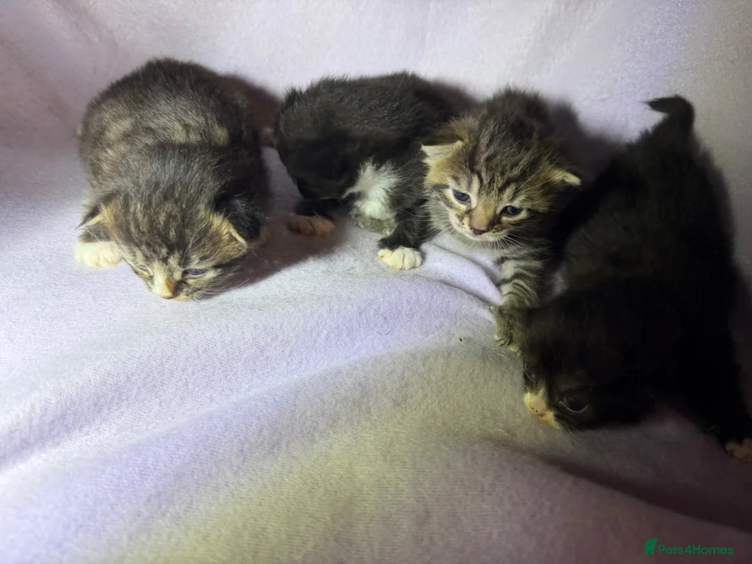 Mixed Breed cats for sale: 4 kittens for sale  in Loughborough - Advert 1