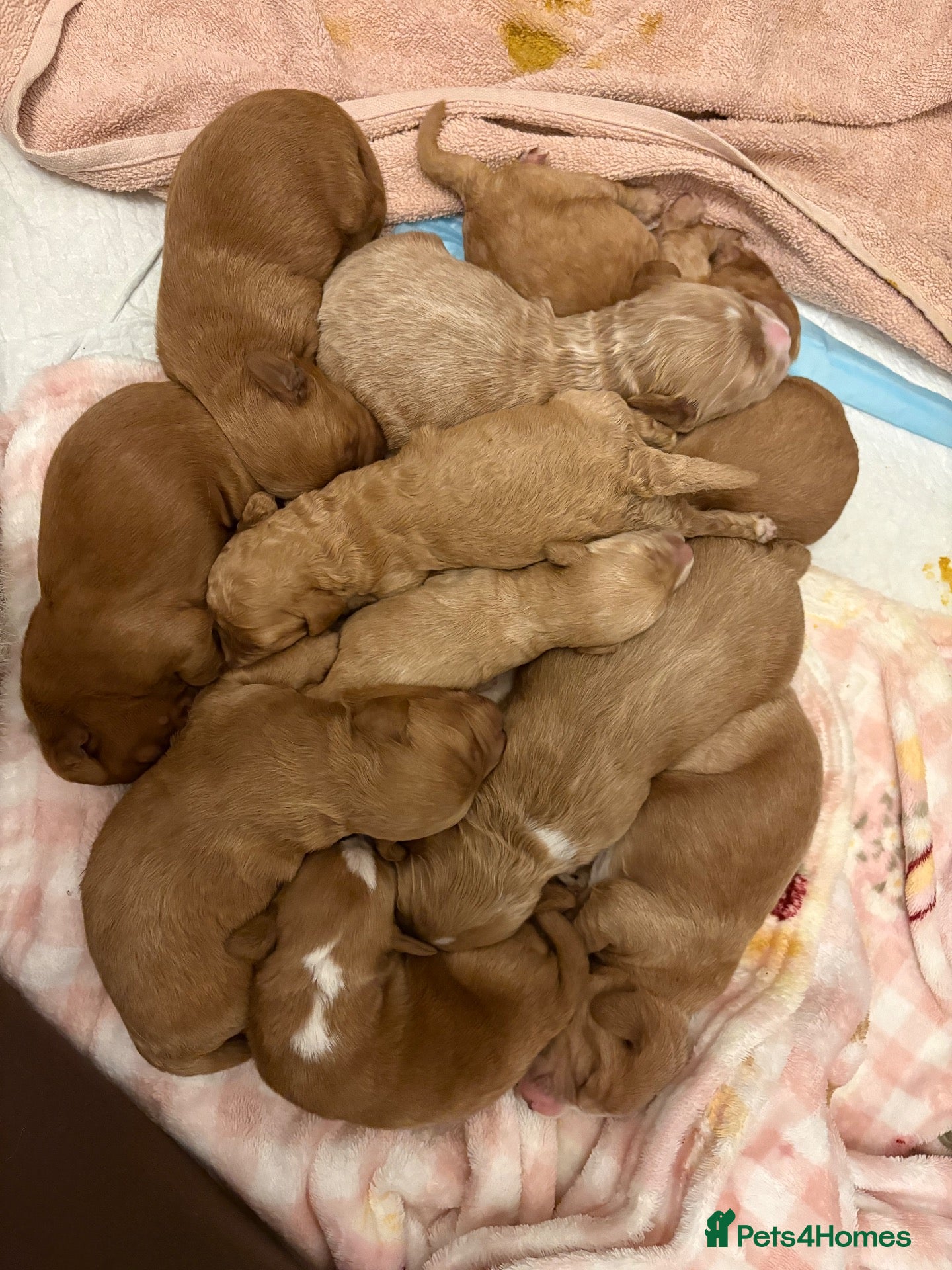 Mixed Breed dogs RED COCKAPOO X LABRADOODLE PUPS - Advert 1