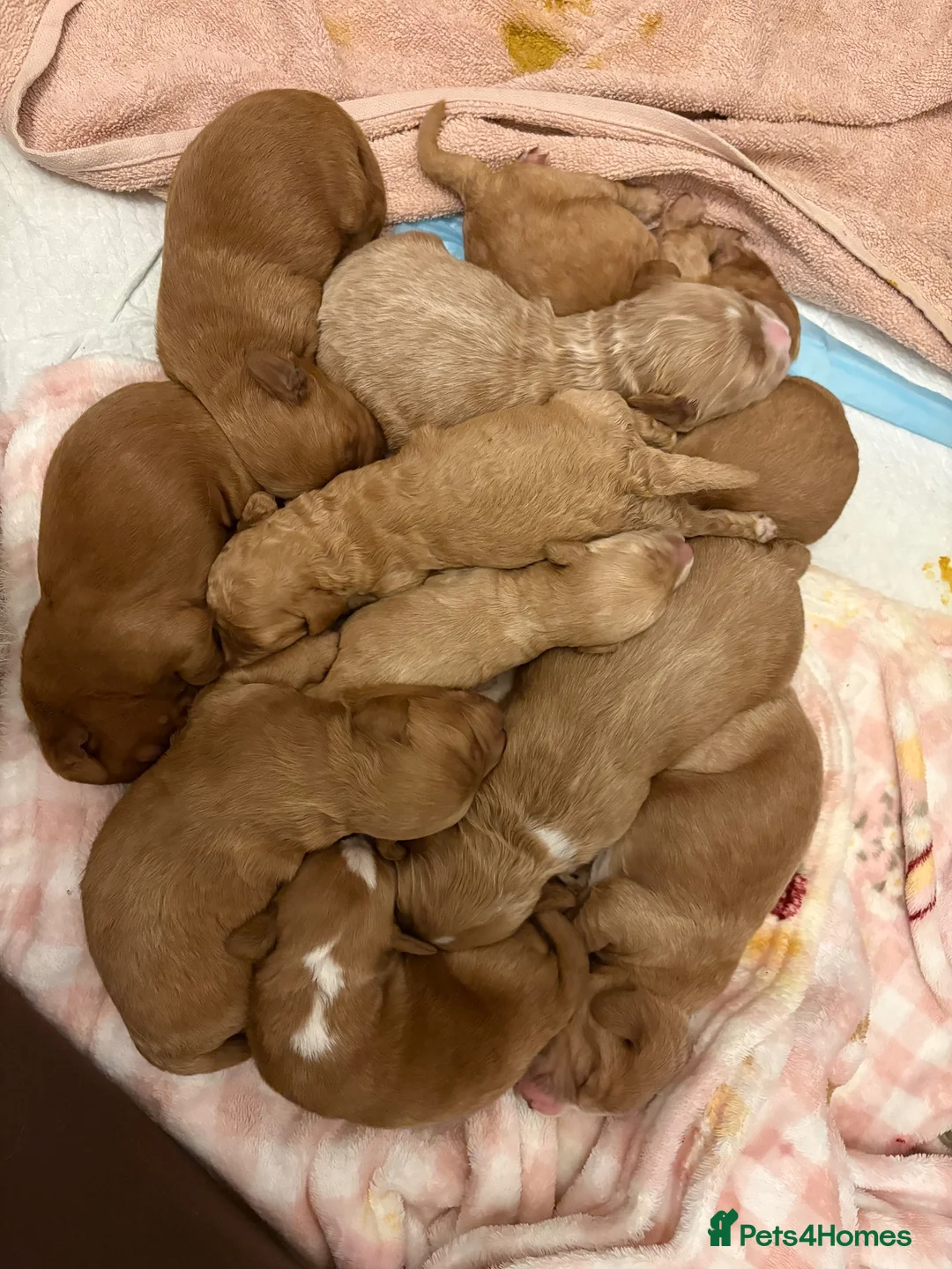 Mixed Breed dogs for sale: RED COCKAPOO X LABRADOODLE PUPS in Doncaster - Advert 1