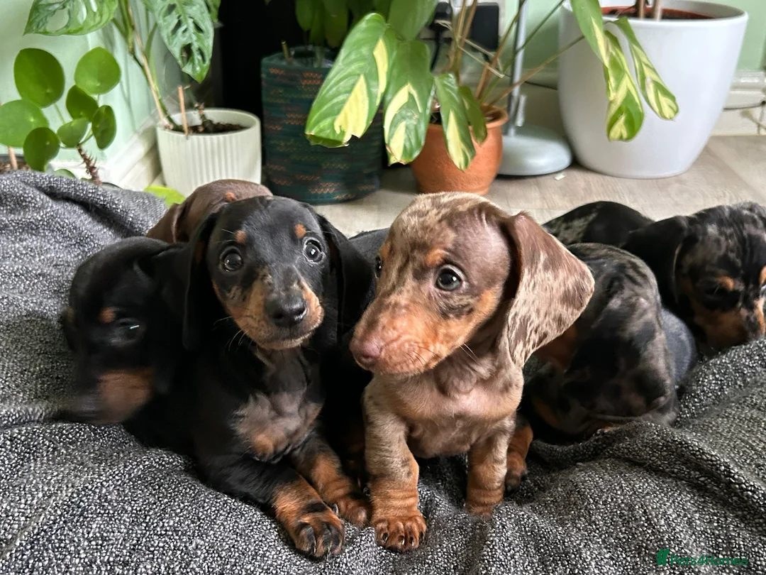 Dachshund dogs for sale: Full Pedigree Dachshund ❤️🧡💚🩵 - Advert 14