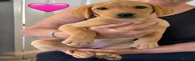 Pink Collar Female