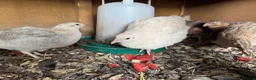 Quail poultry for sale: Starter Flock of Japanese Coturnix Quails - Advert 5