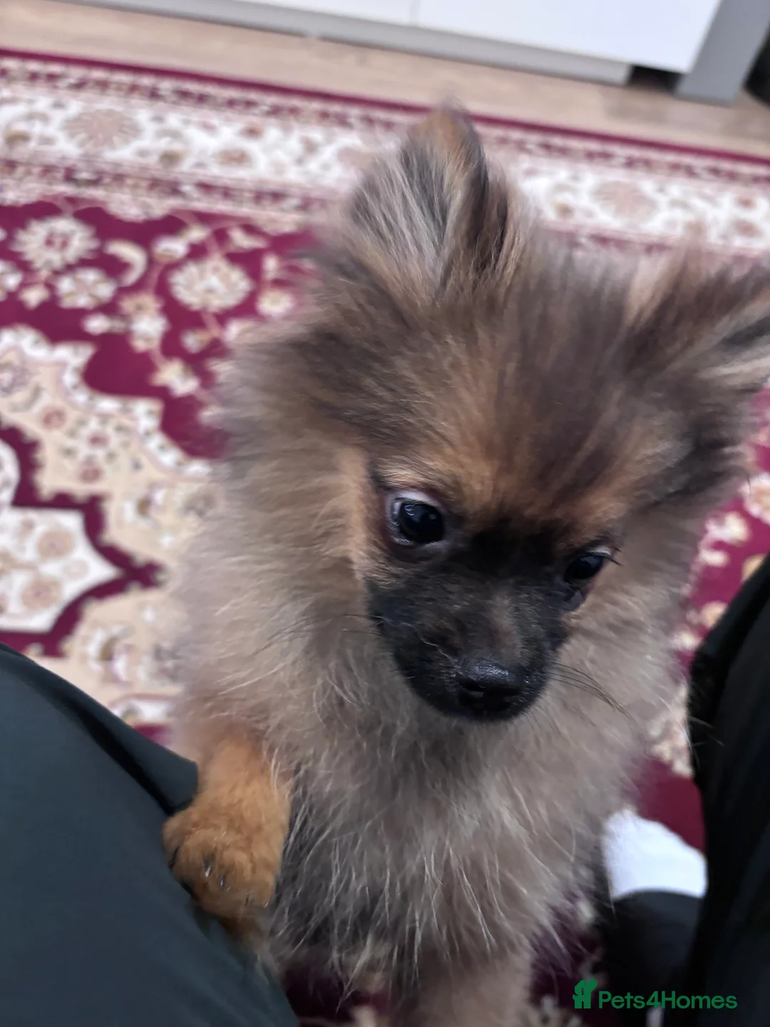 Pomeranian dogs for sale: 🐾 Stunning Male Pomeranian Puppy – £1,750 🐾 - Advert 2
