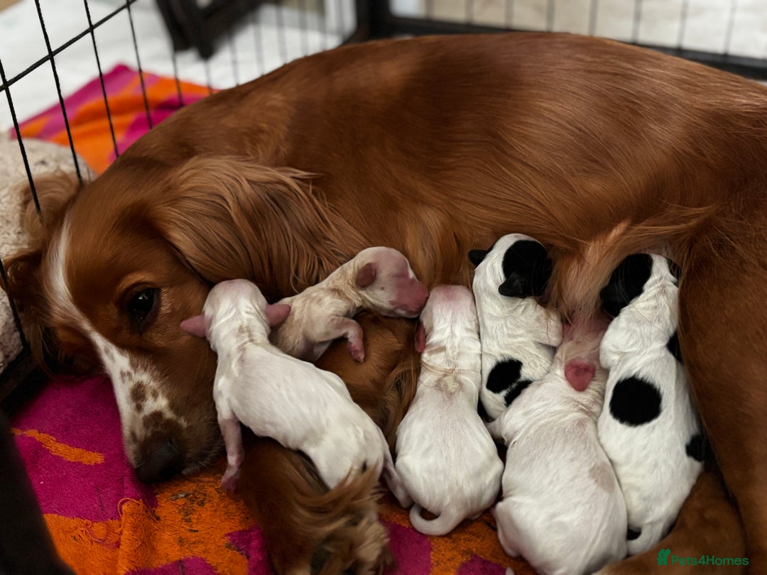 Cocker Spaniel dogs for sale: Amazing Bright Cockers - Image 3