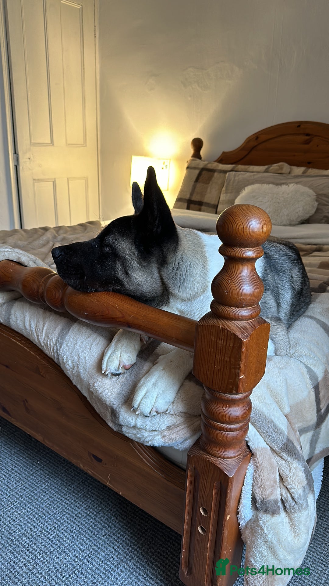 Akita dogs for stud: I’m Sirius and Im ready to meet my first Dogfriend in Sheffield - Image 17