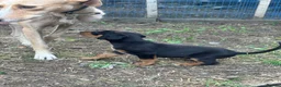 Mixed Breed dogs for sale: Doberman x lurcher puppies - Advert 14