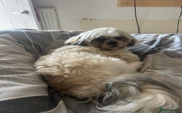 Shih Tzu dogs for sale: Beautiful shih tzu girl  - Image 2