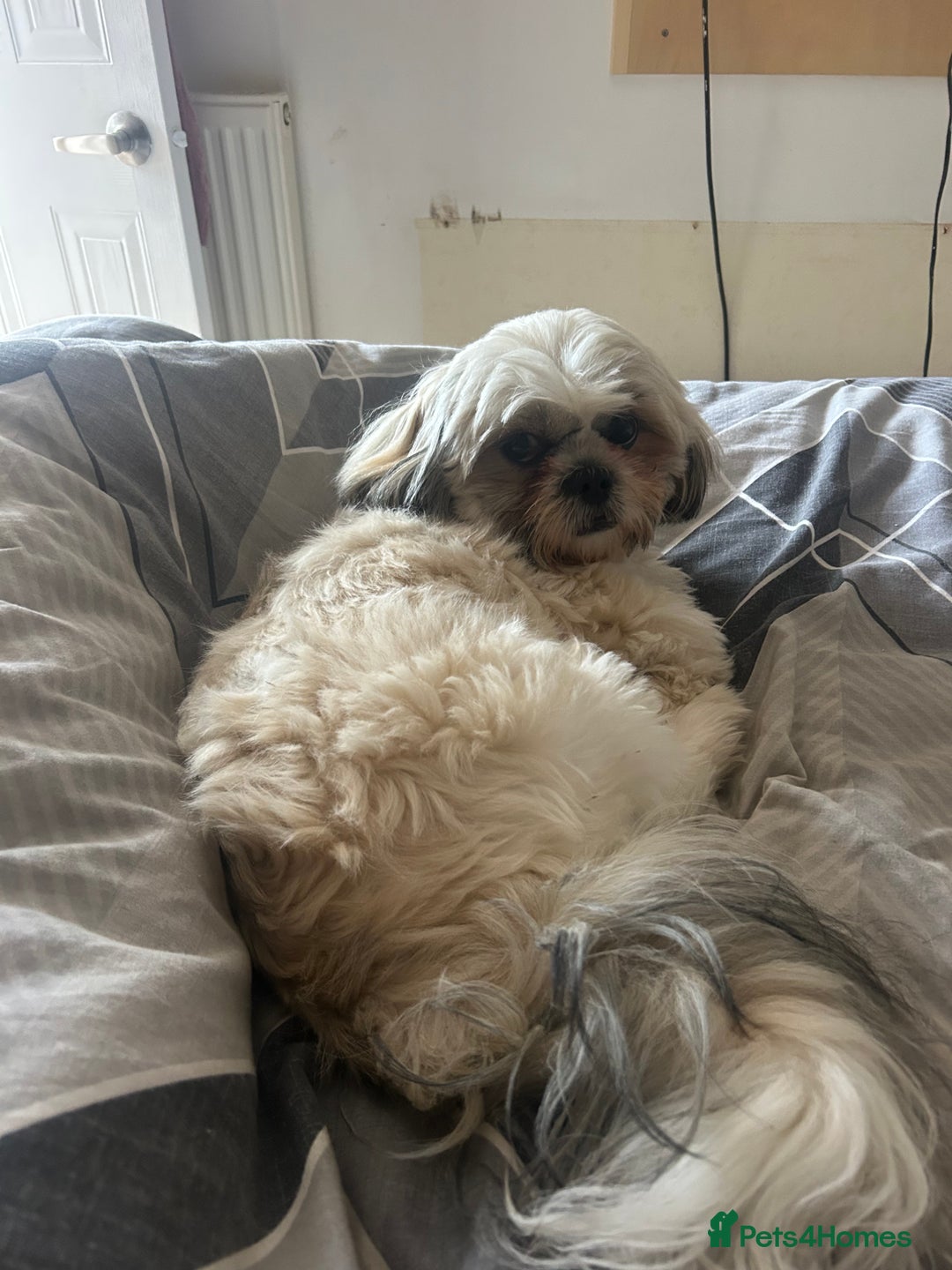 Shih Tzu dogs for sale: Beautiful shih tzu girl  - Image 2