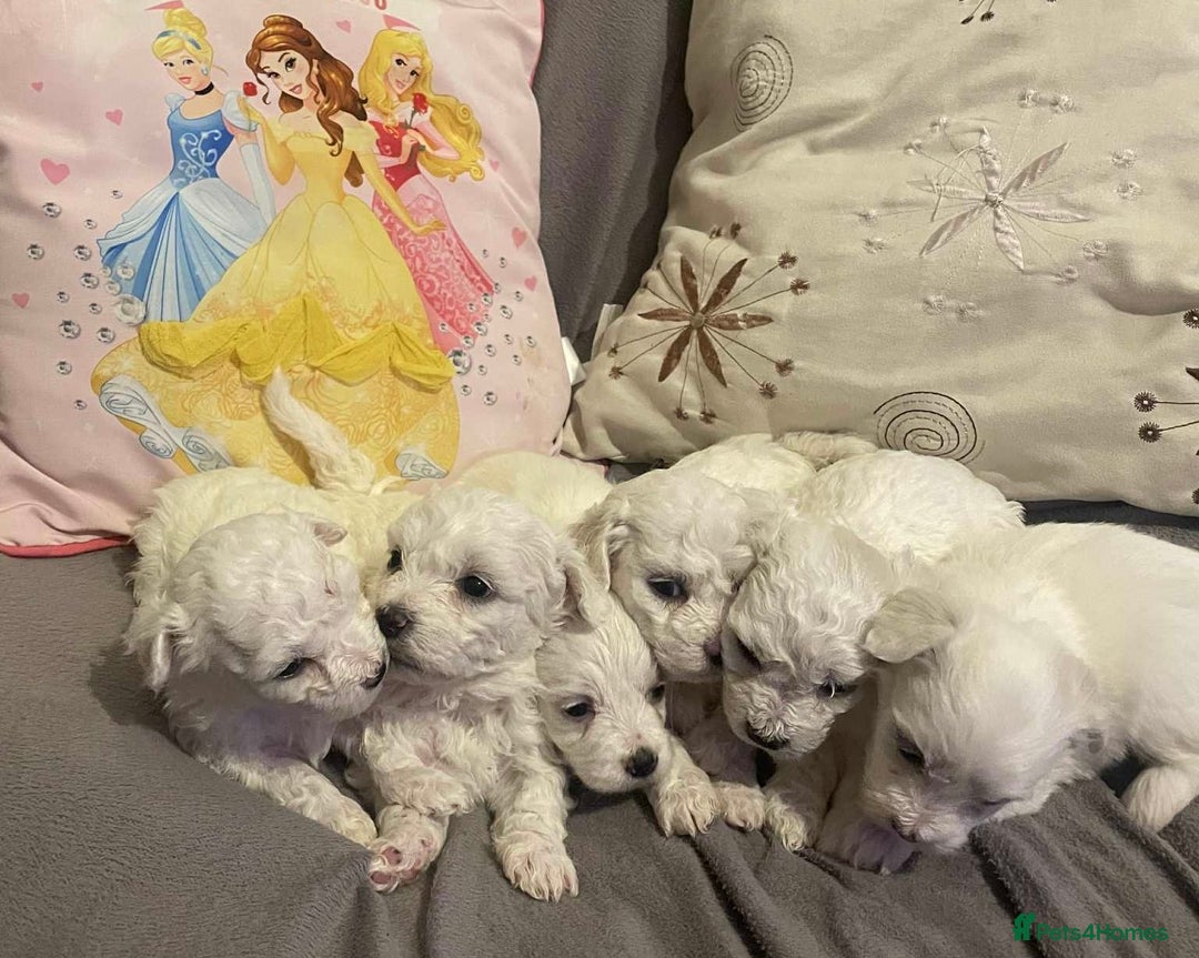 Maltese dogs for sale: Stunning Purebred Maltese Puppies Ready 17th Sept - Image 8