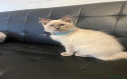 Ragdoll cats for sale:  Ragdoll kittens  - Image 14