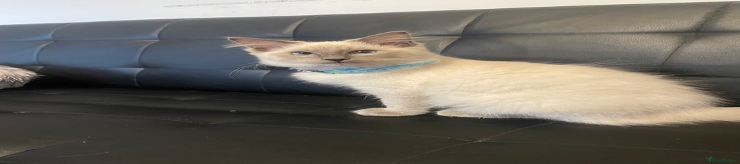 Simba