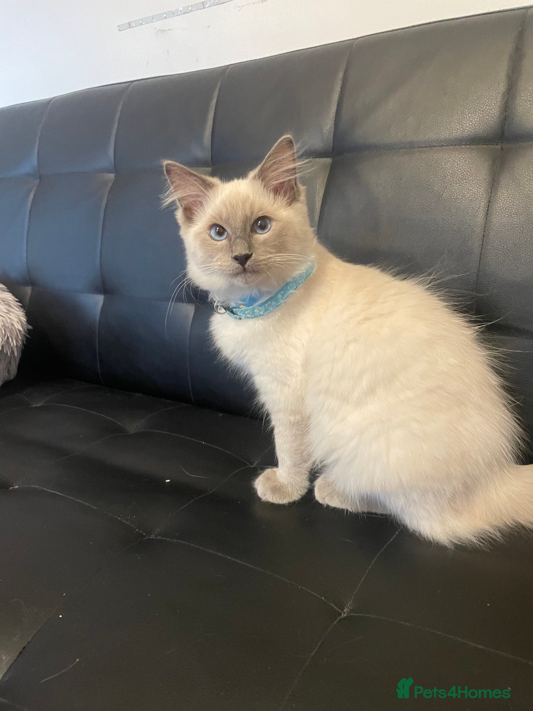 Ragdoll cats for sale:  Ragdoll kittens  - Image 14