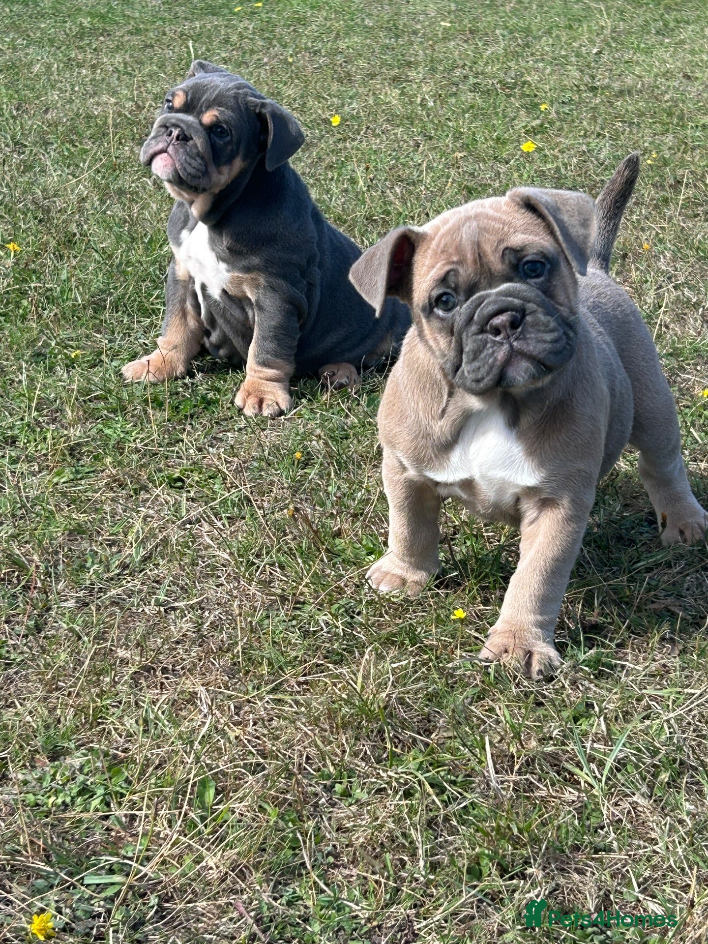 Olde English Bulldogge dogs Olde English bulldoggie  puppy’s 🎀 - Advert 1