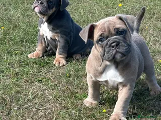 Olde English Bulldogge dogs Olde English bulldoggie puppy’s 🎀 - Advert 1