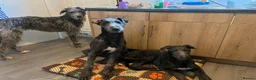 Deerhound dogs for sale: Female deerhound - Advert 6