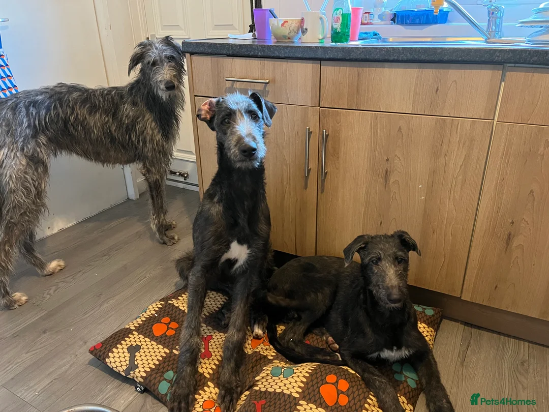 Deerhound dogs for sale: Female deerhound - Advert 6