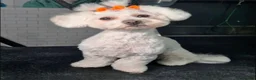 Maltese dogs for sale: Maltese puppies - Advert 1