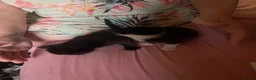 Mixed Breed cats for sale: Adorable kitten looking for new loving home - Advert 5