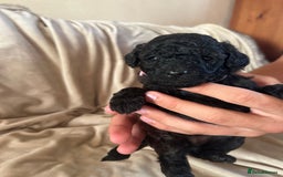 Cavapoo dogs for sale: Fully health tested Beautiful F1BB Cavapoo puppies - Image 5