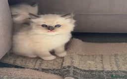 Ragdoll cats for sale: Preciously raised Ragdolls kitties with blue eyes - Image 2