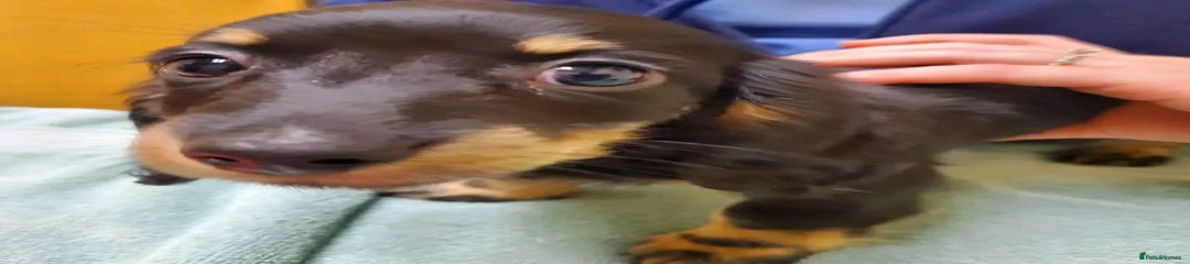 Miniature Dachshund Puppy 2