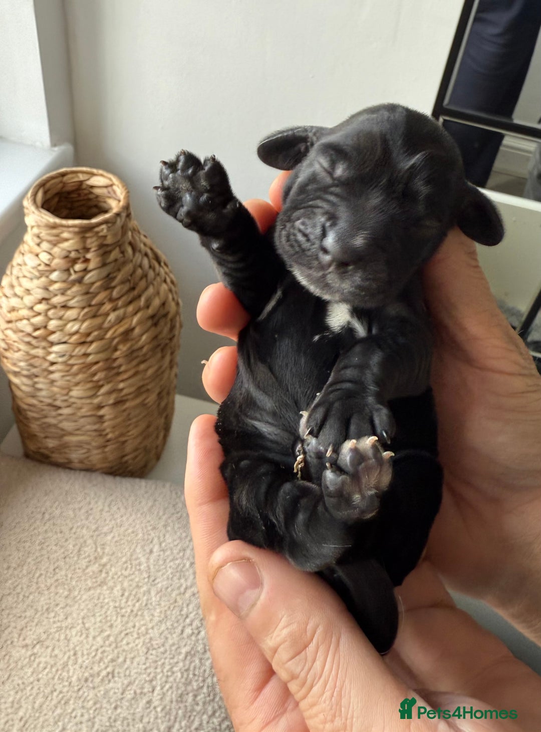 Cocker Spaniel dogs for sale: Exceptional pedigree KC champion show Cockers.  - Image 17