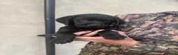 Labrador Retriever dogs for sale: KC Labrador dog pup for sale - Advert 4