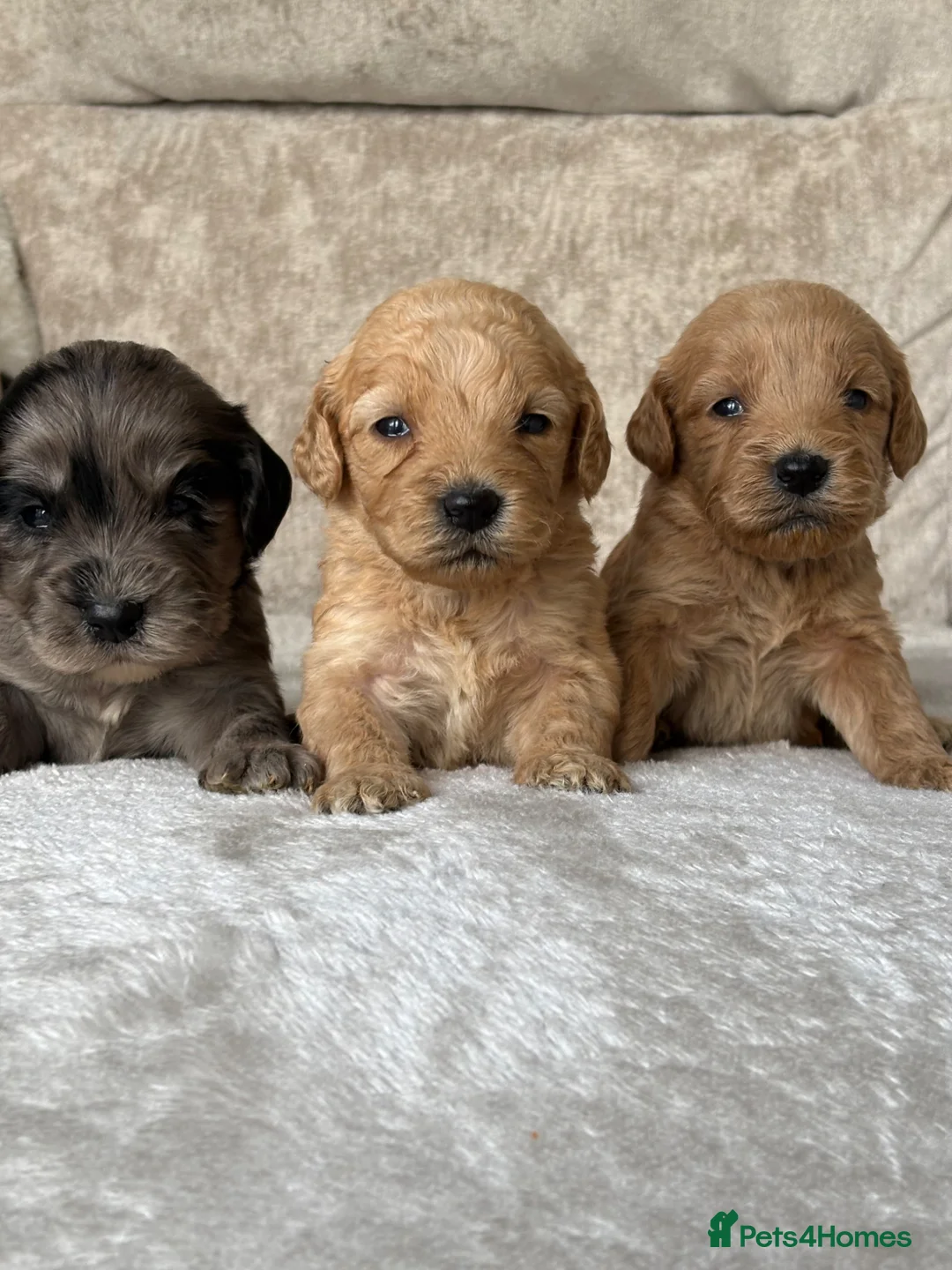 Cockapoo dogs for sale: Stunning F1 cockapoo puppies PRA FN clear in Stourport-on-Severn - Advert 1
