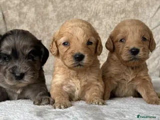 Cockapoo dogs for sale: Stunning F1 cockapoo puppies PRA FN clear - Advert 1