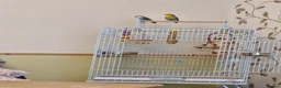 Lovebirds birds for sale: TWO LOVELY LOVEBIRDS LOOKING FOR A NEW HOME in Brigg - Advert 3