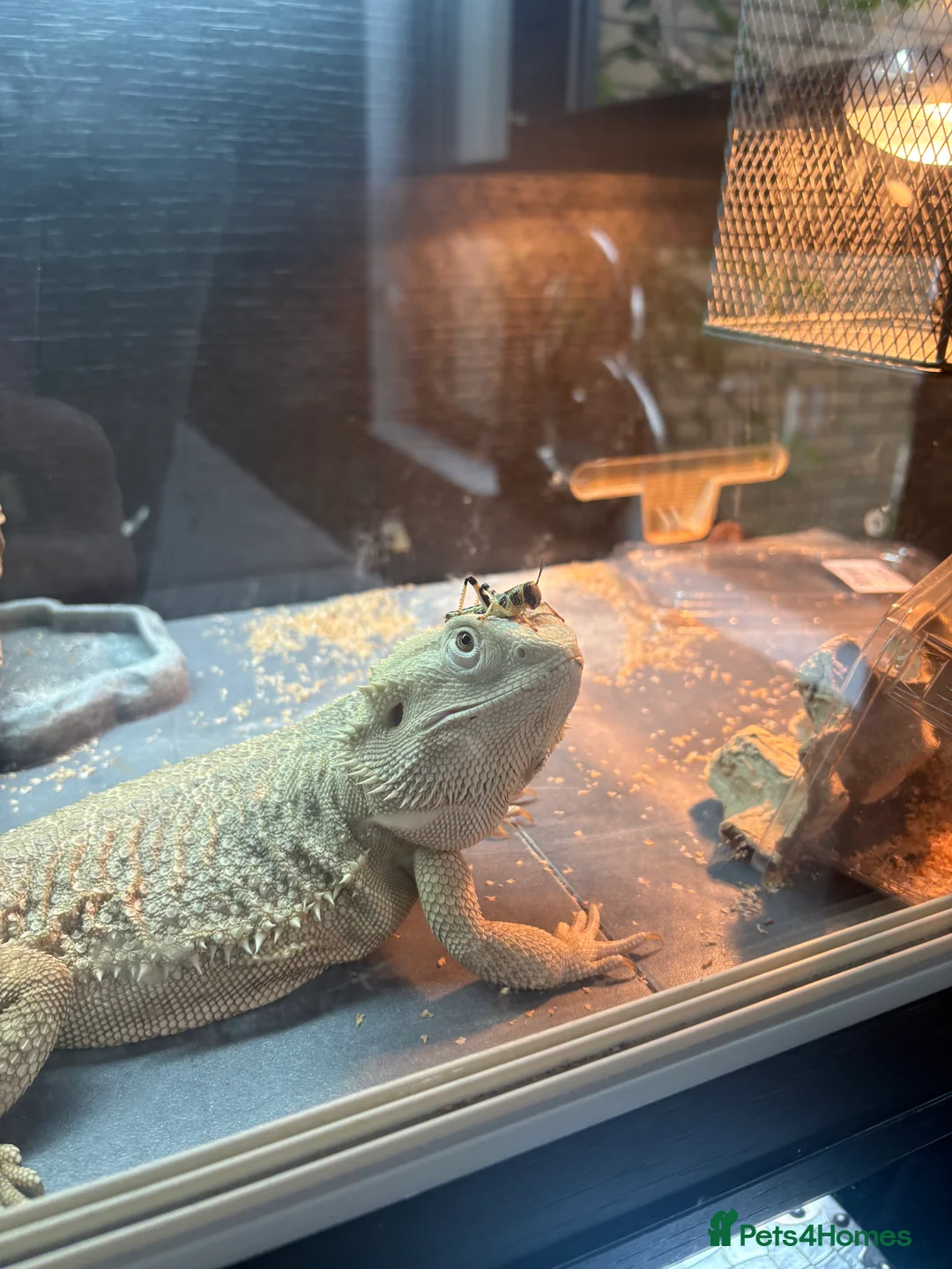 Bearded Dragon reptiles for sale: Gorgeous bearded dragon.  - Advert 4