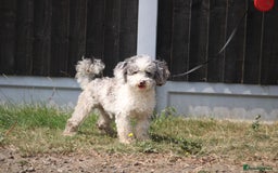 Maltipoo dogs for sale: 4 beautiful maltipoos  - Image 10