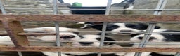 Border Collie dogs for sale: Black & White Border Collie Pups near Hay-on-Wye - Advert 8